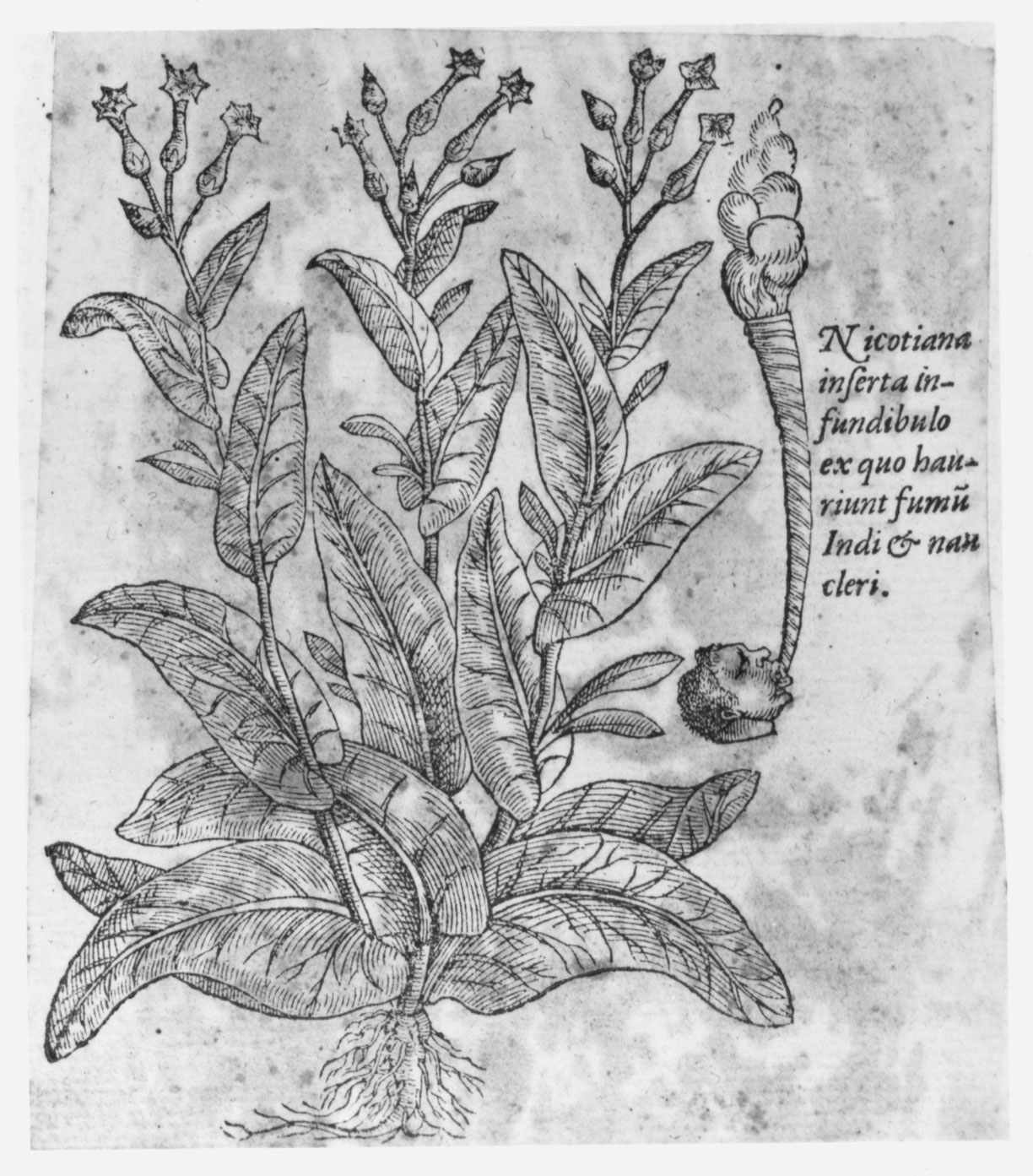 This woodcut in Stirpium Adversaria Nova, a botanical study published in 1570, was the first published illustration of the plant.