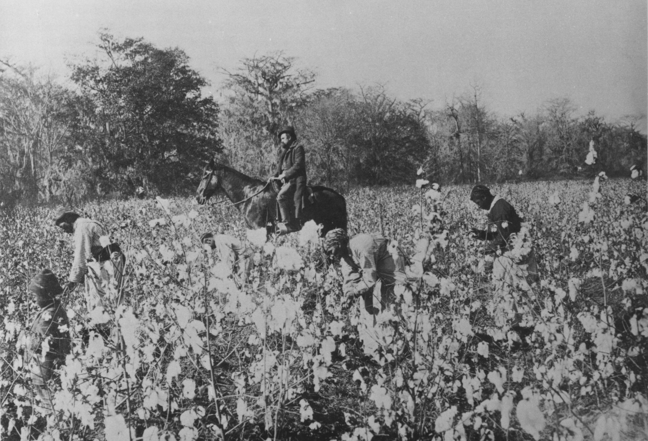 An unknown photographer captured this scene of enslaved men, women, and children picking cotton under the watchful eye of an overseer.