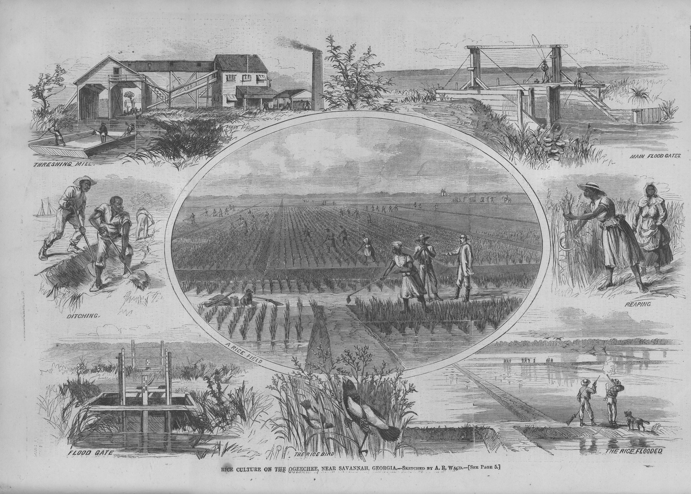 Cultivating rice involved a multitude of backbreaking tasks. Even before the planting and cultivation of the crop (see the rice field at the center), an elaborate system for controlling the waters had to be completed. This 1867 engraving of a plantation near Savannah, Georgia, shows completed dikes and flood gates and cleared fields. Many scholars believe that much of the technology involved in rice cultivation originated in West Africa’s rice-producing regions and was brought by enslaved Africans across the Atlantic.
